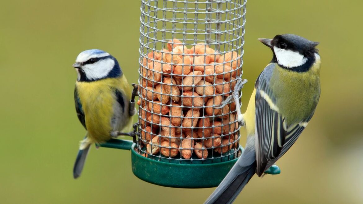 Anyone feeding birds in their garden urged to avoid harmful mistake Daily Mirror