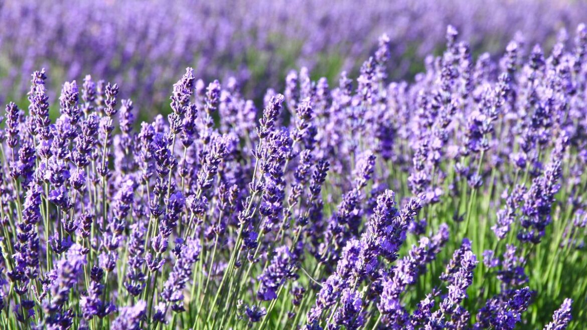 Lavender will have a ‘better shape’ if gardeners do 1 task now — it’s the ‘perfect time’ to do it Daily Mirror