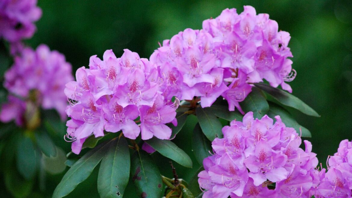 Rhododendrons will bloom in spring to if gardeners avoid 3 simple mistakes Daily Mirror
