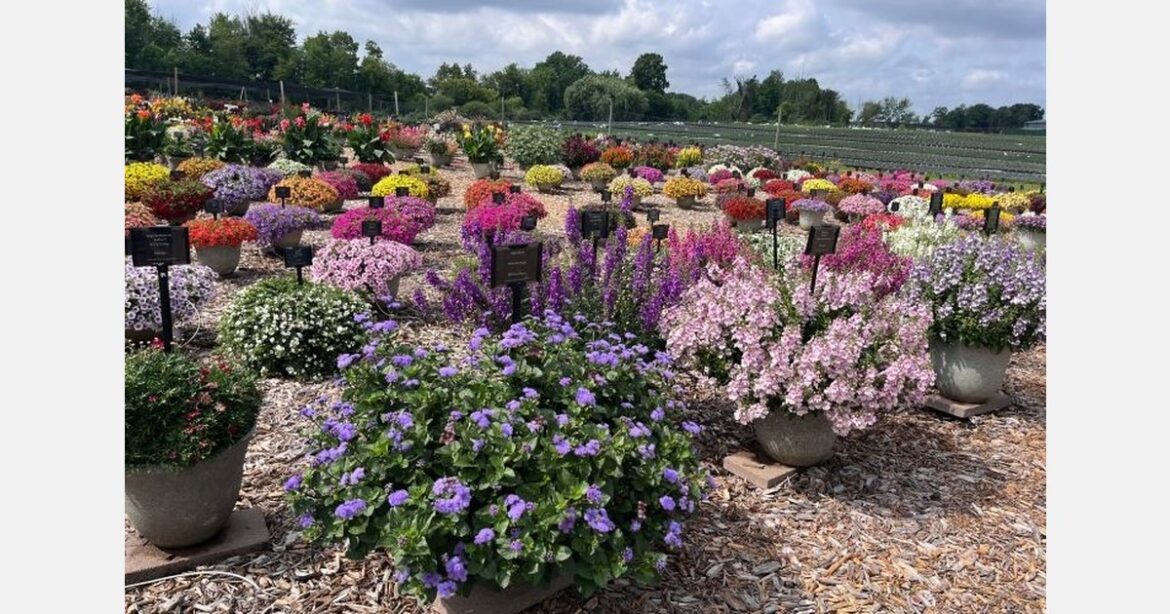 New videos feature 2025 Top Performing Plants from Michigan Trial Gardens New videos feature 2025 Top Performing Plants from Michigan Trial Gardens