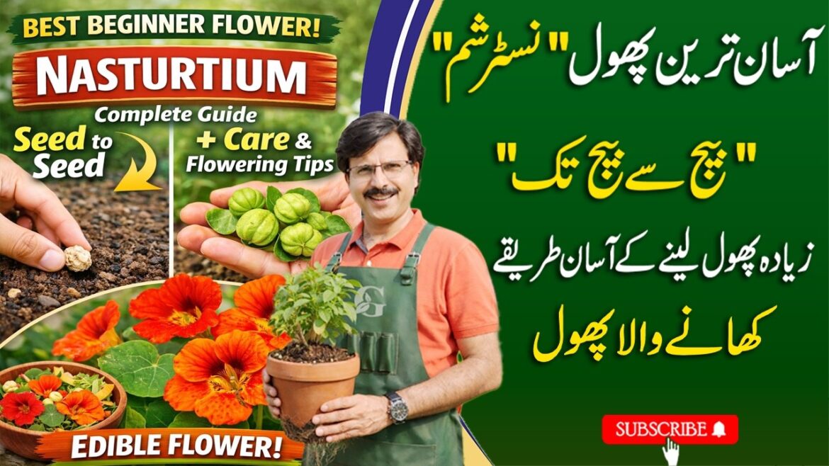 Best Beginner Flower! “Nasturtium” from Seed to Seed + Care & Flowering Tips. Edible flower Best Beginner Flower! "Nasturtium" from Seed to Seed + Care & Flowering Tips. Edible flower