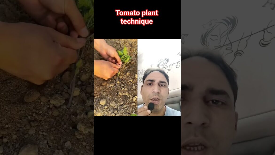tomato plant technique. #gardentrick #facts #garden#gardening#tomatoplant#tamatarplant#gardentips
