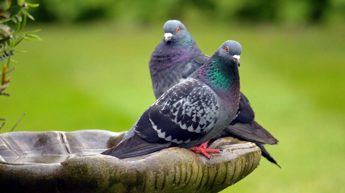 Anyone who feeds birds in their garden can do 1 simple thing to deter pigeons Daily Mirror