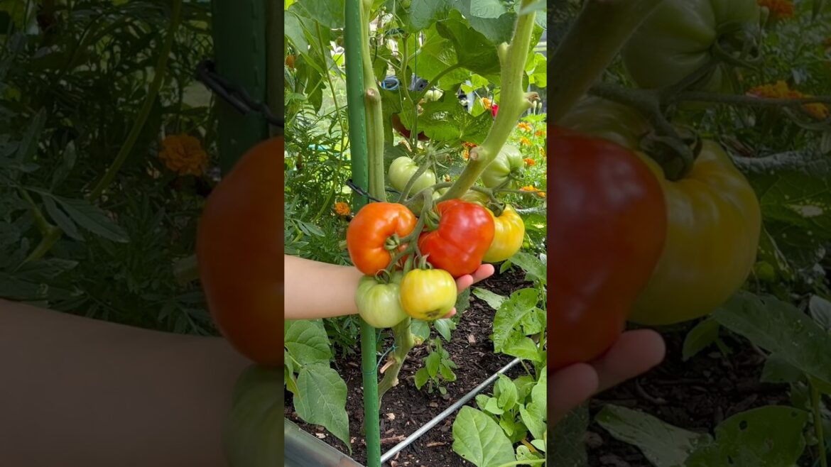 🍅Red Harvest in Our Backyard Garden #gardenharvest #harvest #growyourownfood #gardening #homestead