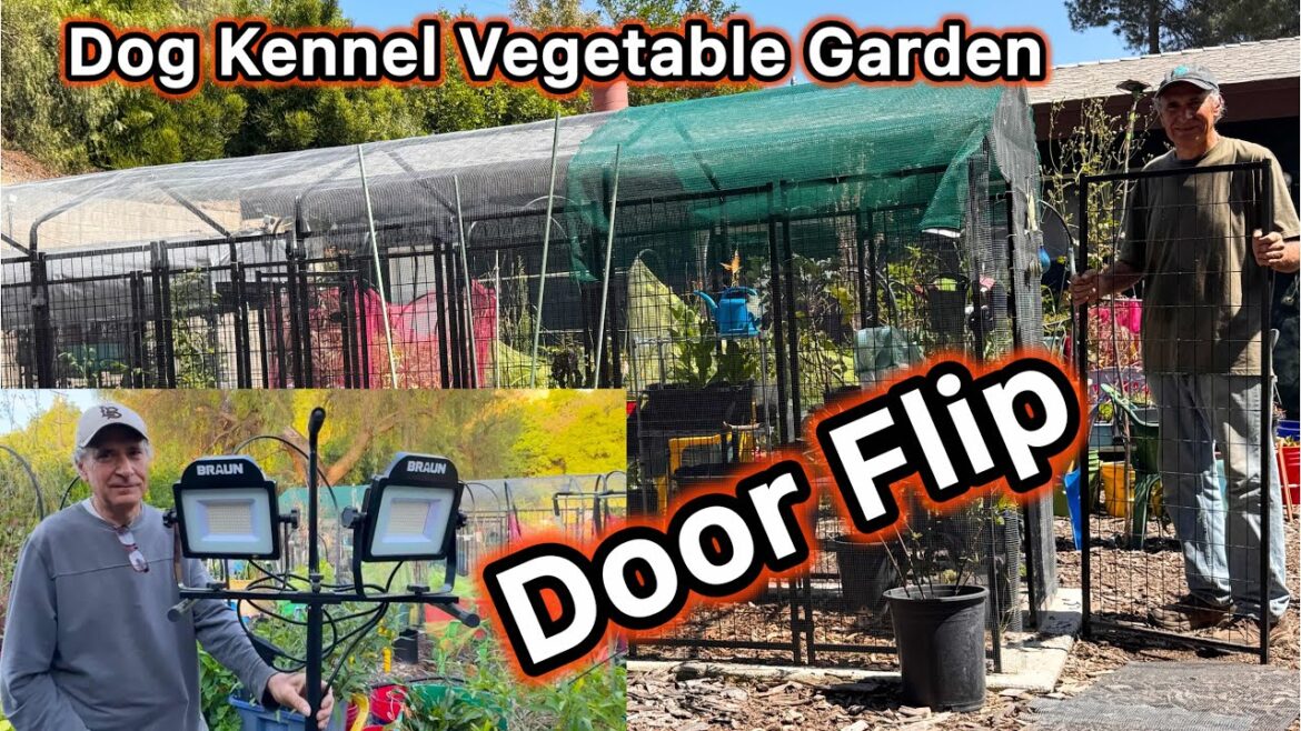 Method for Pest Free Vegetable Garden Eliminate PROBLEMS Grow More Food NOW Swapping Door for Future