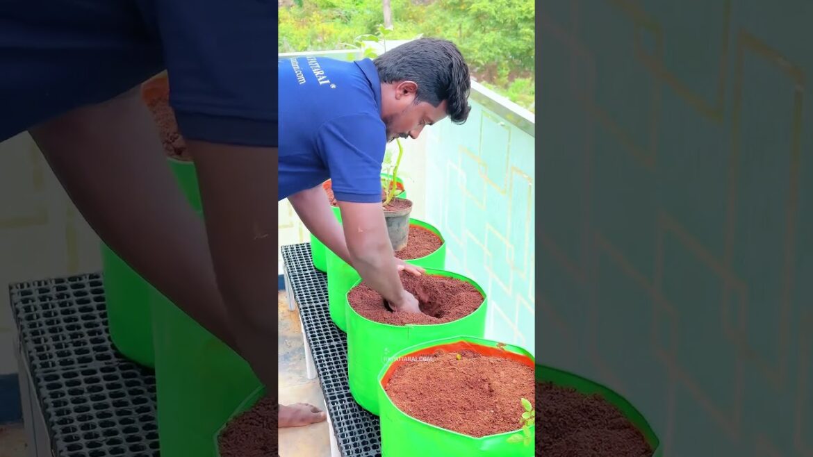 காலியான Bolcony இப்போ செம்ம Garden😮 Transformation பார்க்கணுமா !  #garden #vegetables  #recipe #home