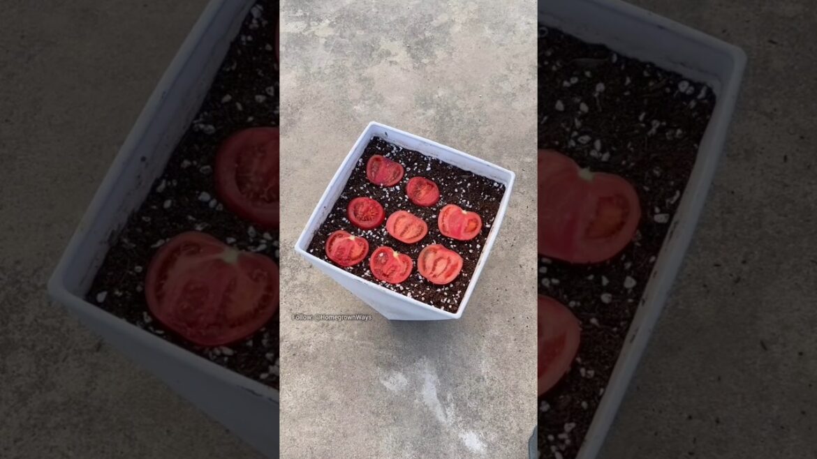 How to germinate tomato seeds #gardening #roomtogrow #garden #growingvegetables #plants