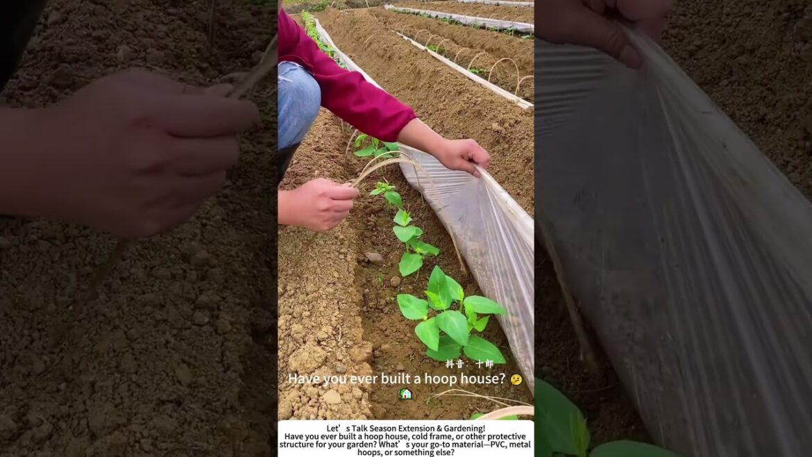 DIY Hoop House – Protecting Young Seedlings with a Plastic Cover! 🌱🏡