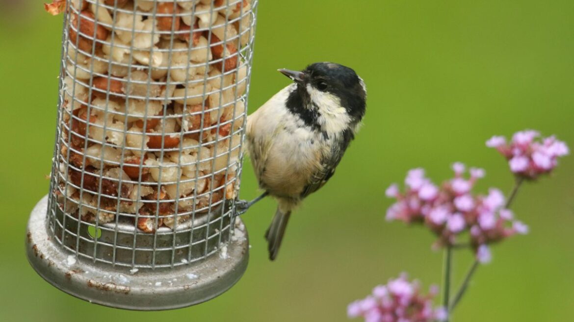 Gardeners warned ‘do not make’ harmful mistake when feeding birds this spring Devon Live
