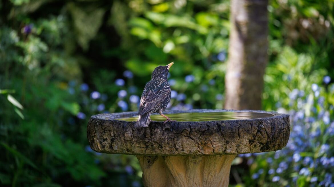 UK households with a birdbath in their garden urged to put 2p coin in it this spring Manchester Evening News