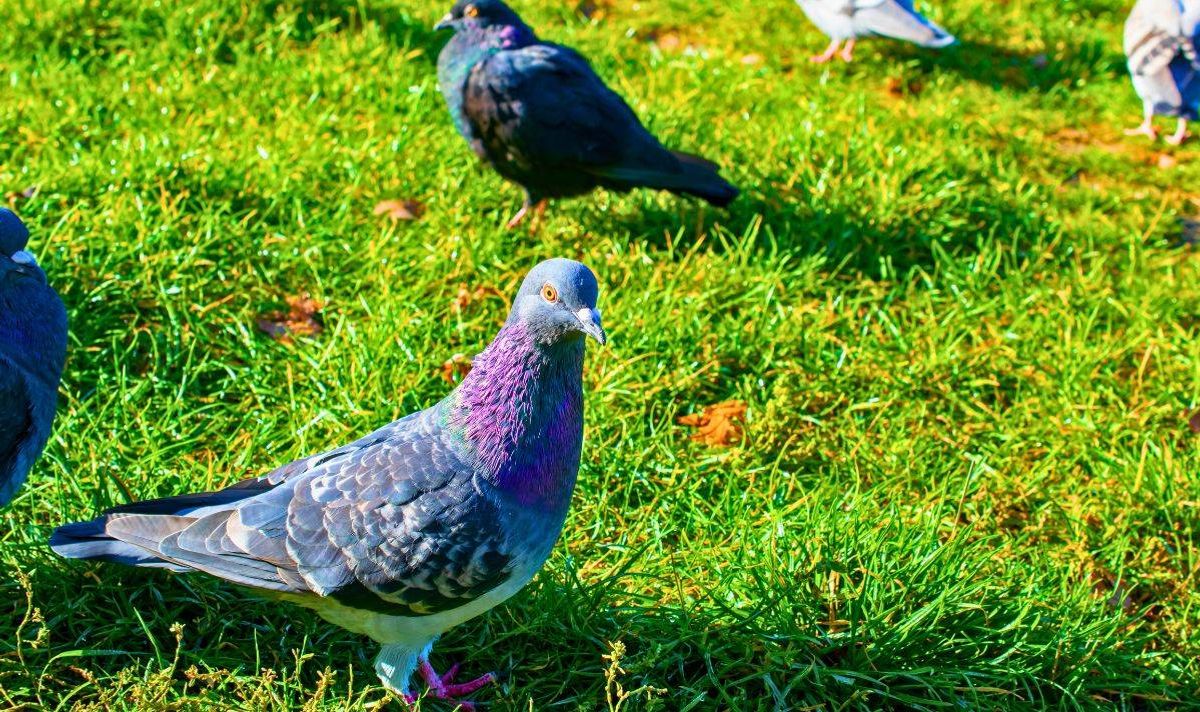 Pigeons in a garden.