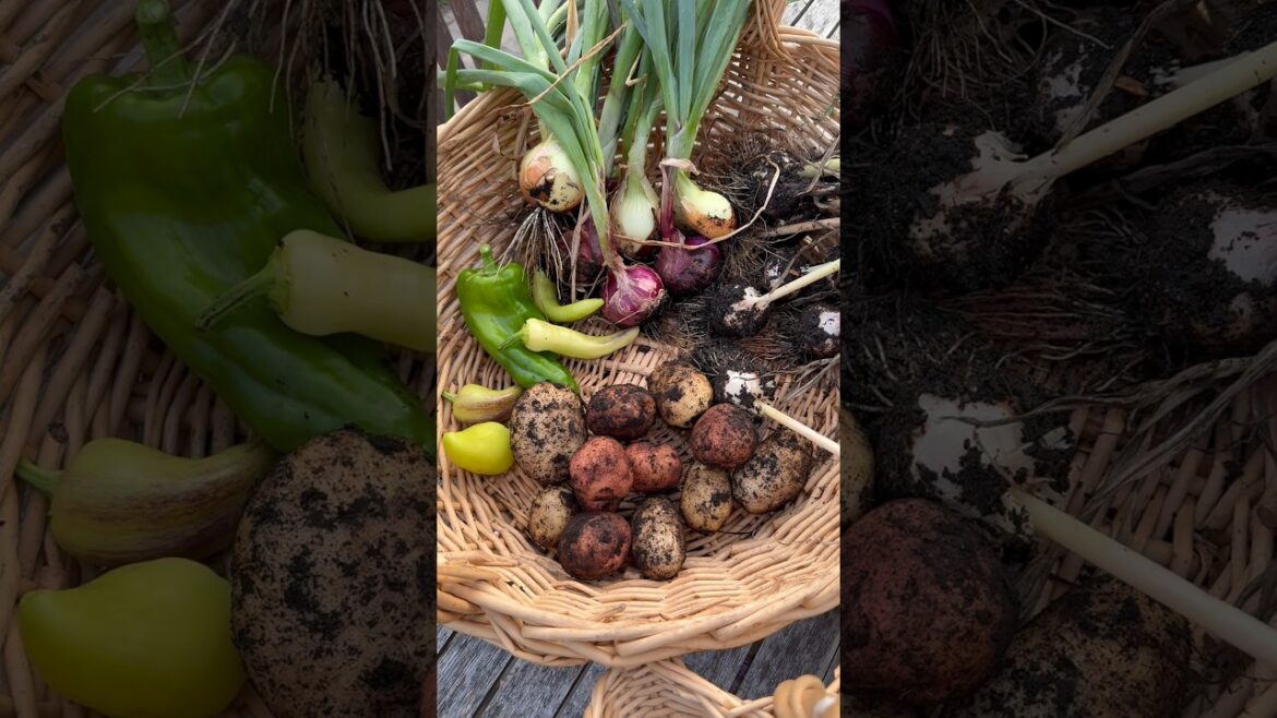 HUGE July Harvest #harvest #growyourownfood #garden #backyardgarden #harvesttime #homegardening