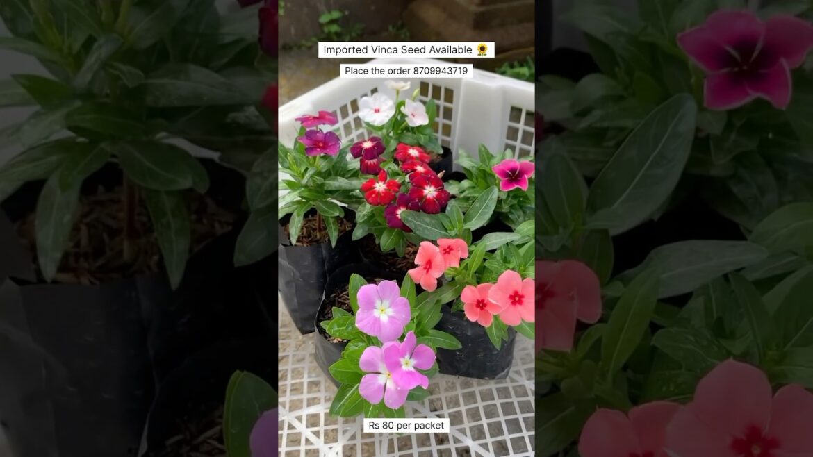 Rare Imported Vinca Seeds Online Shopping 🪴 #vinca #plants #flowers #gardening