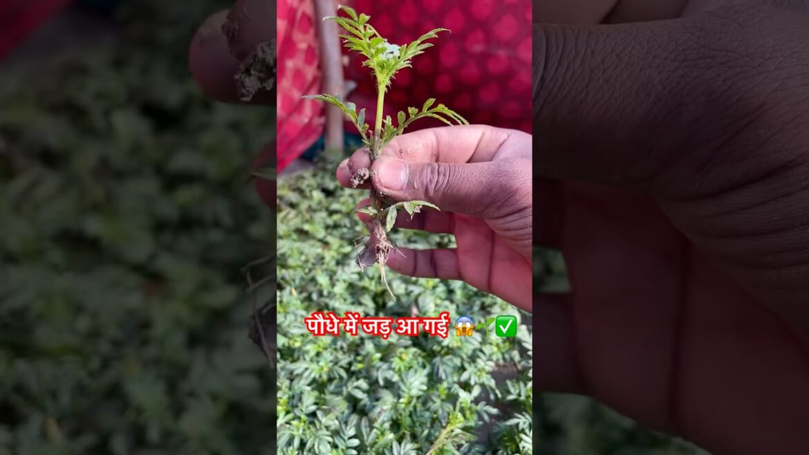 10 दिन में जड़ चाहिए? ये सही तरीका अपनाओ✅#vlog #minivlog #shorts #plants #farming 10 दिन में जड़ चाहिए? ये सही तरीका अपनाओ✅#vlog #minivlog #shorts #plants #farming