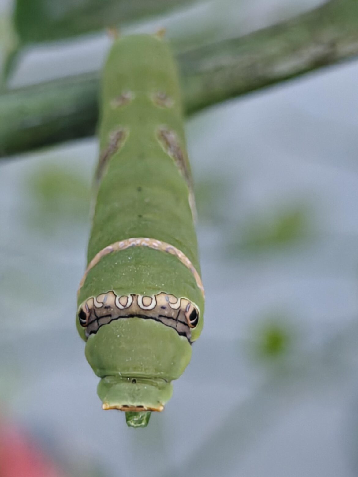 How do I get rid of them safely