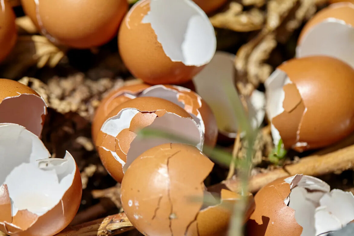 11 Uses for Eggshells in Your Garden Yahoo creators home