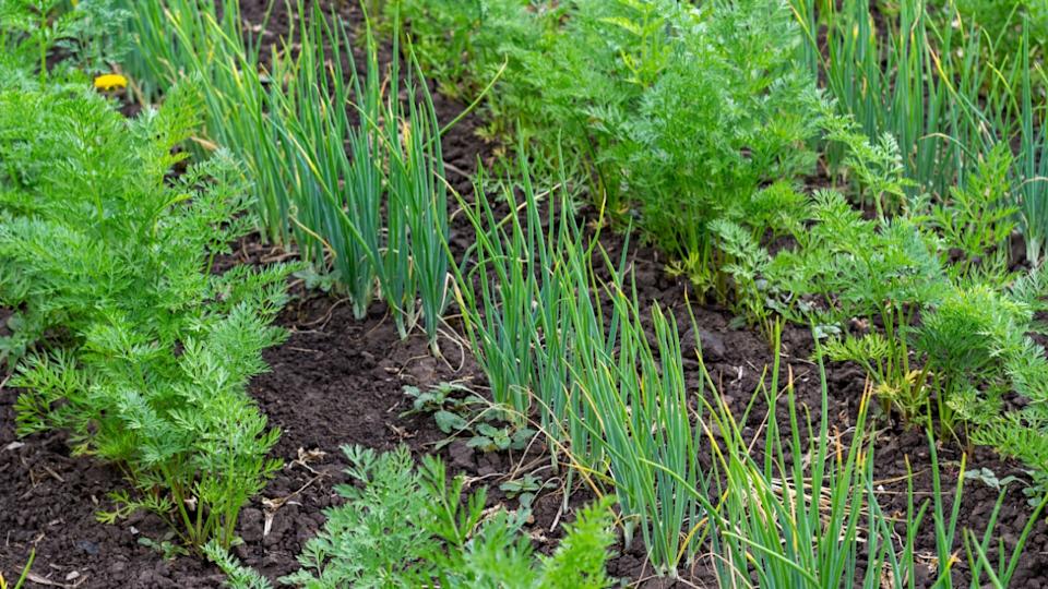 young carrots and onions grow in rows side by side in the garden