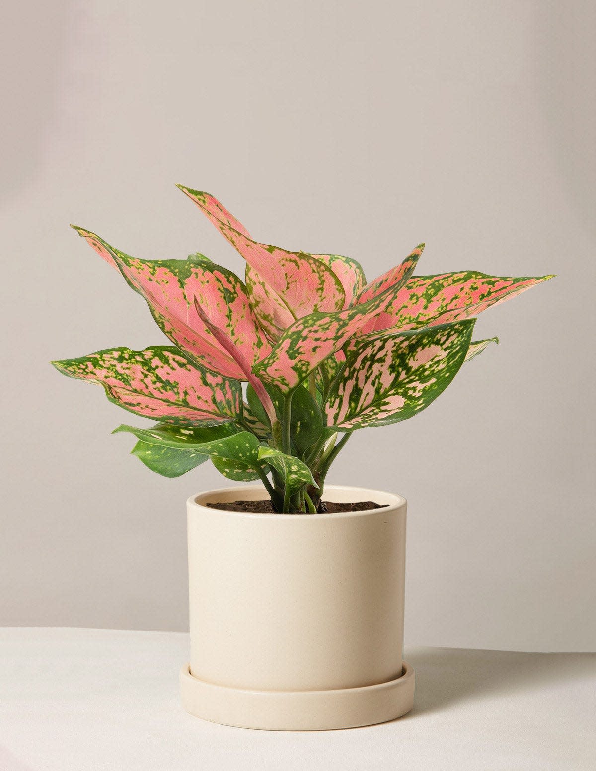 37 Low-Light Houseplants That THRIVE in Darkness