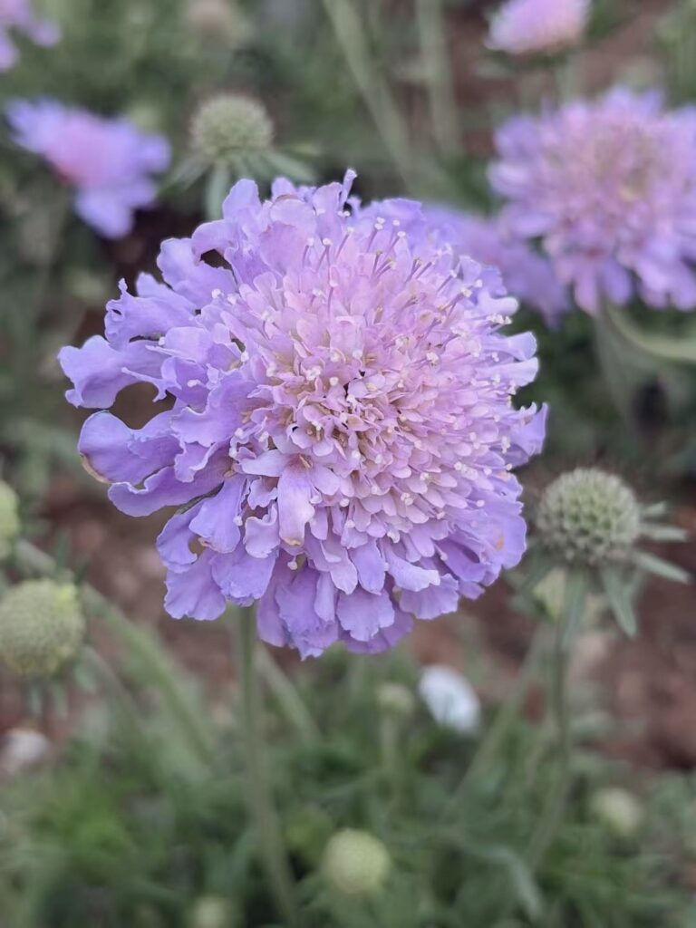 My favorite color, but IDK its name