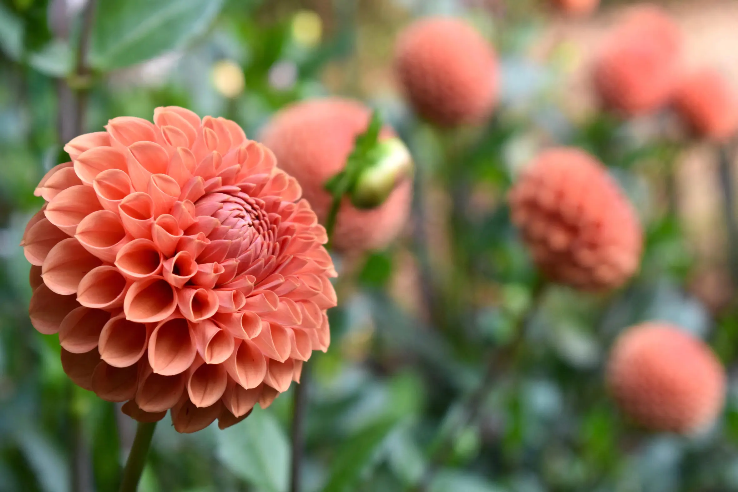 Close-up of a Cornel Bronze dahlia.