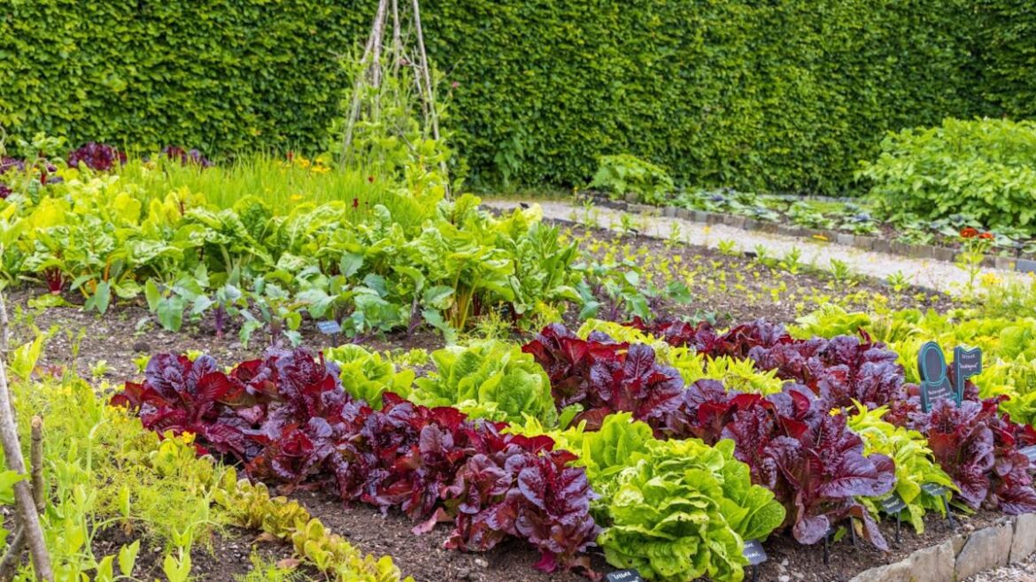 7 Reasons Everyone Is Starting a Kitchen Garden This Year