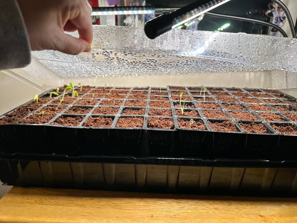 Super newbie- seedlings doing ok? Super newbie- seedlings doing ok?