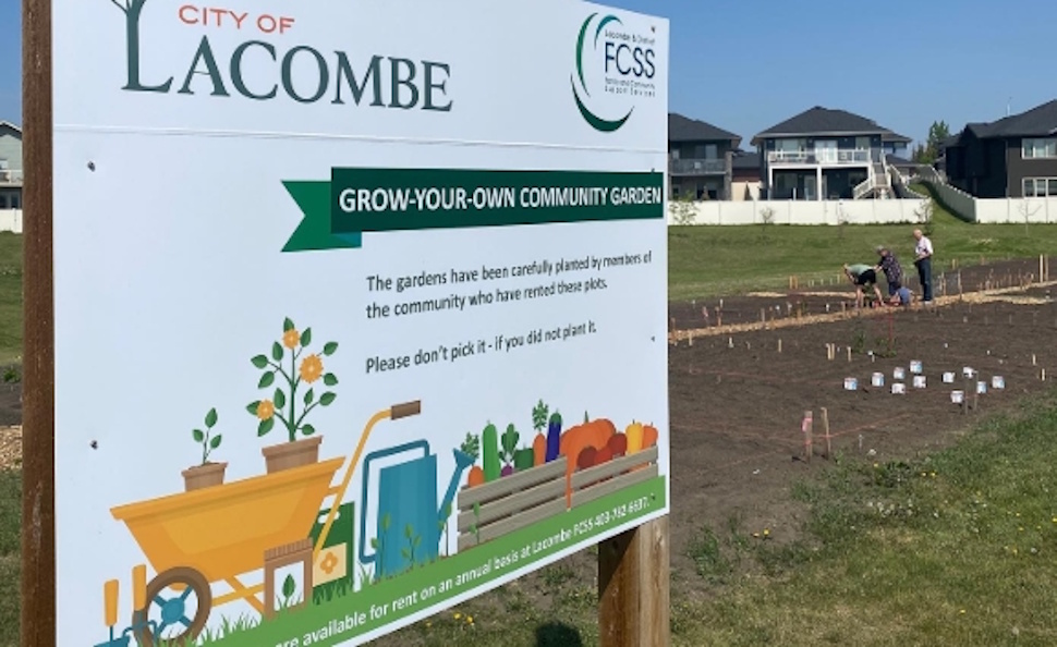 Lacombe gardeners return as popular community plots reopen – CentralAlbertaOnline.com Lacombe gardeners return as popular community plots reopen - CentralAlbertaOnline.com