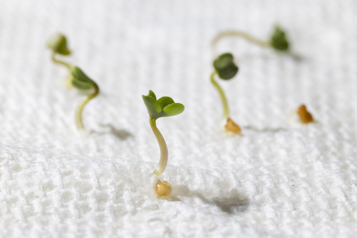 March in Milwaukee: Always Be Planting