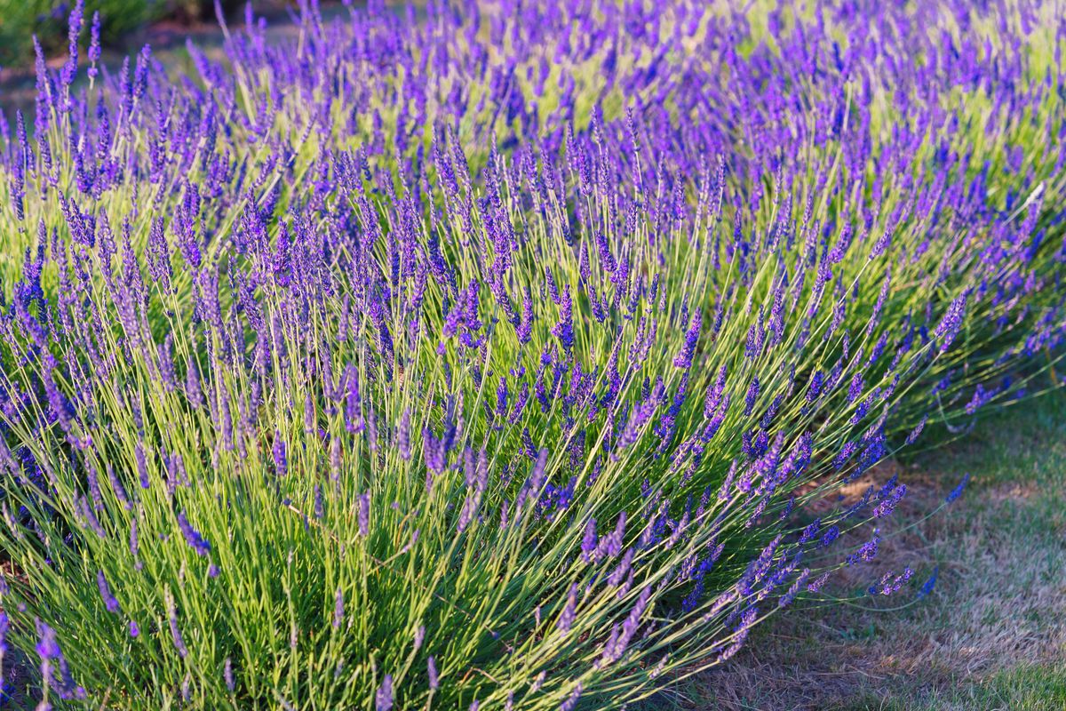 Lush lavender bushes.