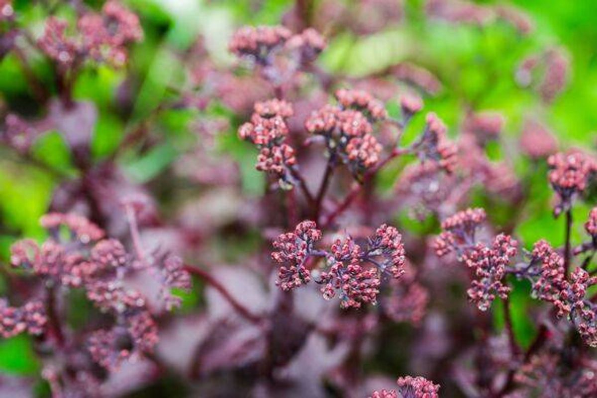 Blooming sedum in the garden