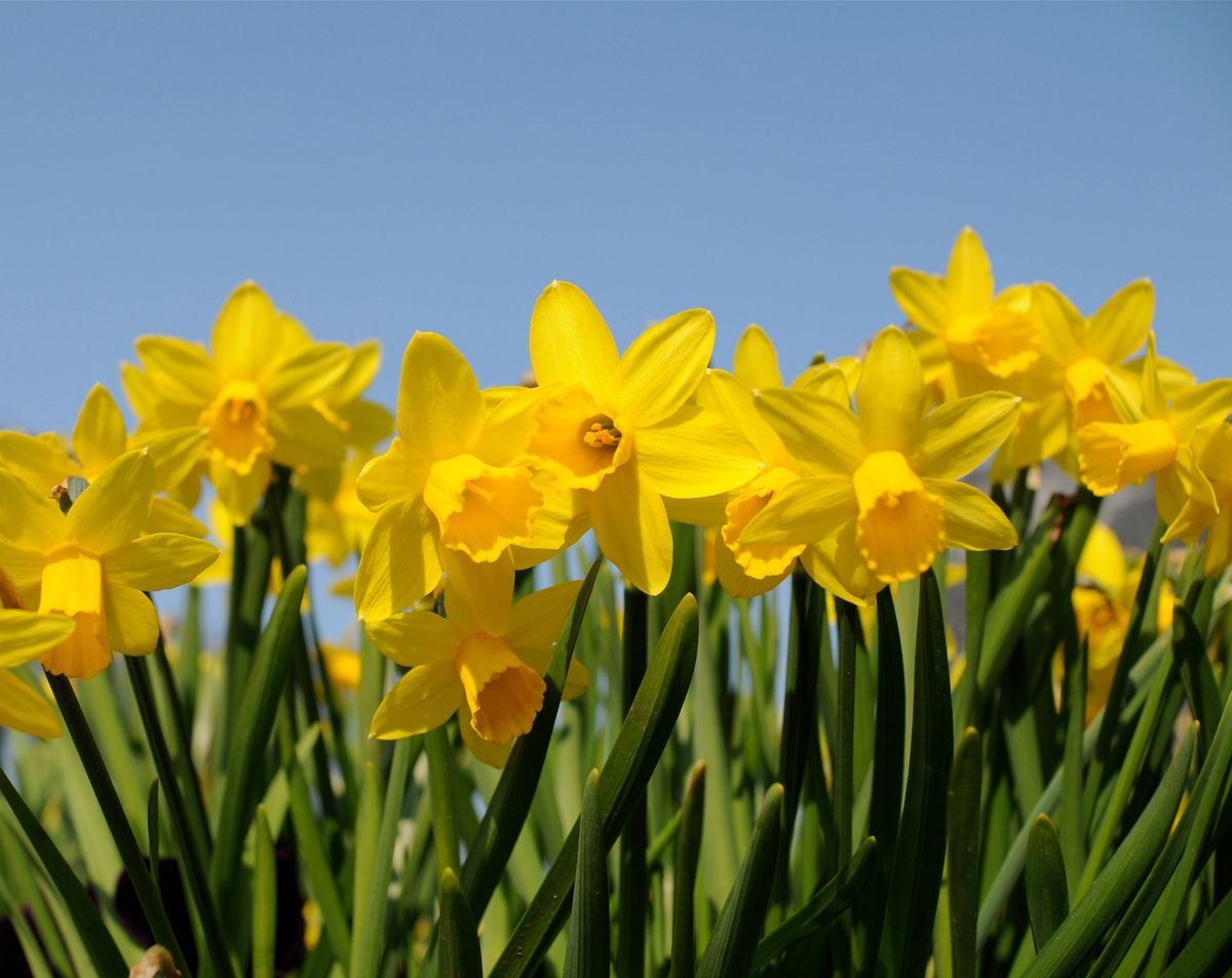 free growing bright yellow daffodils in crisp detail, spring flowers with lush green leaves and stems shown against a bright blue cloudless spring sky.
