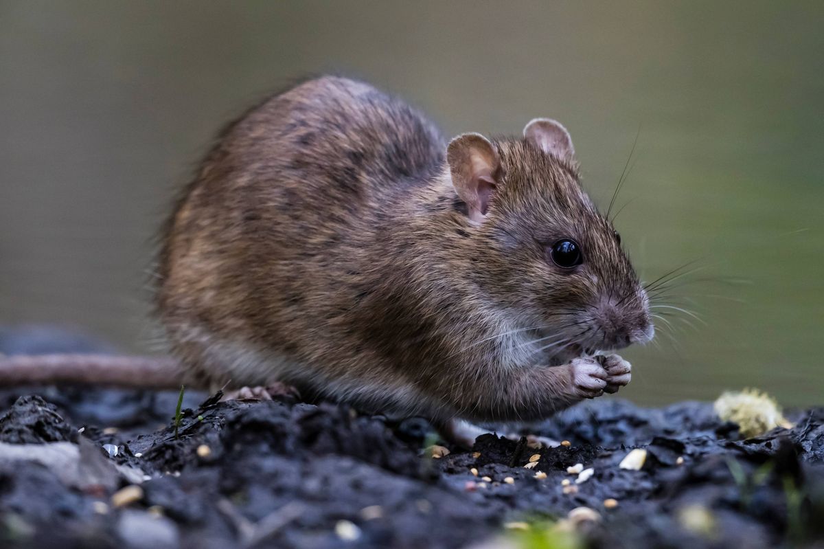 Brussels, Belgium - April 14, 2019: A brown rat eating seeds near a small pond at the Sonian Forest.