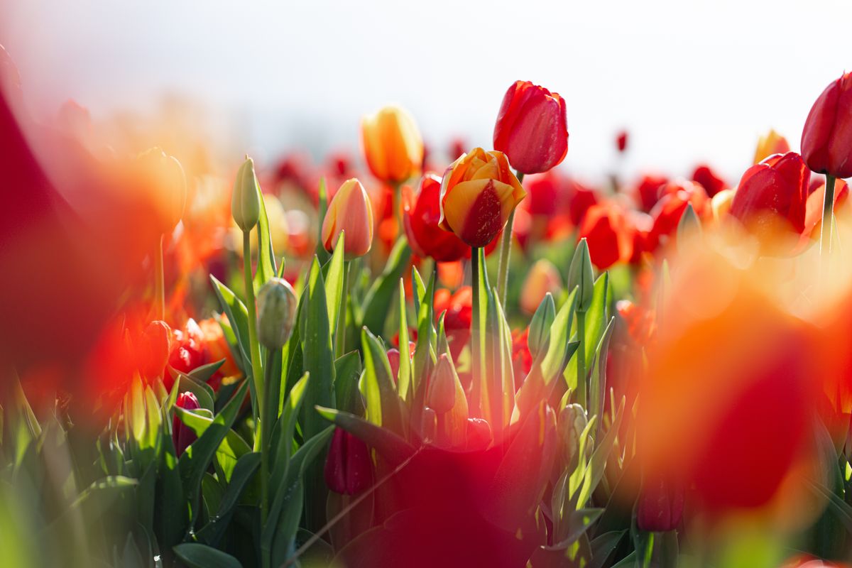 A picture of Tulips