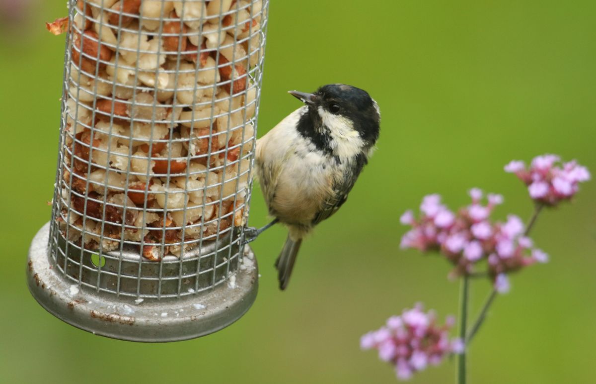 A pretty Coal Tit ( Periparus ater) feeding from a peanut feeder.