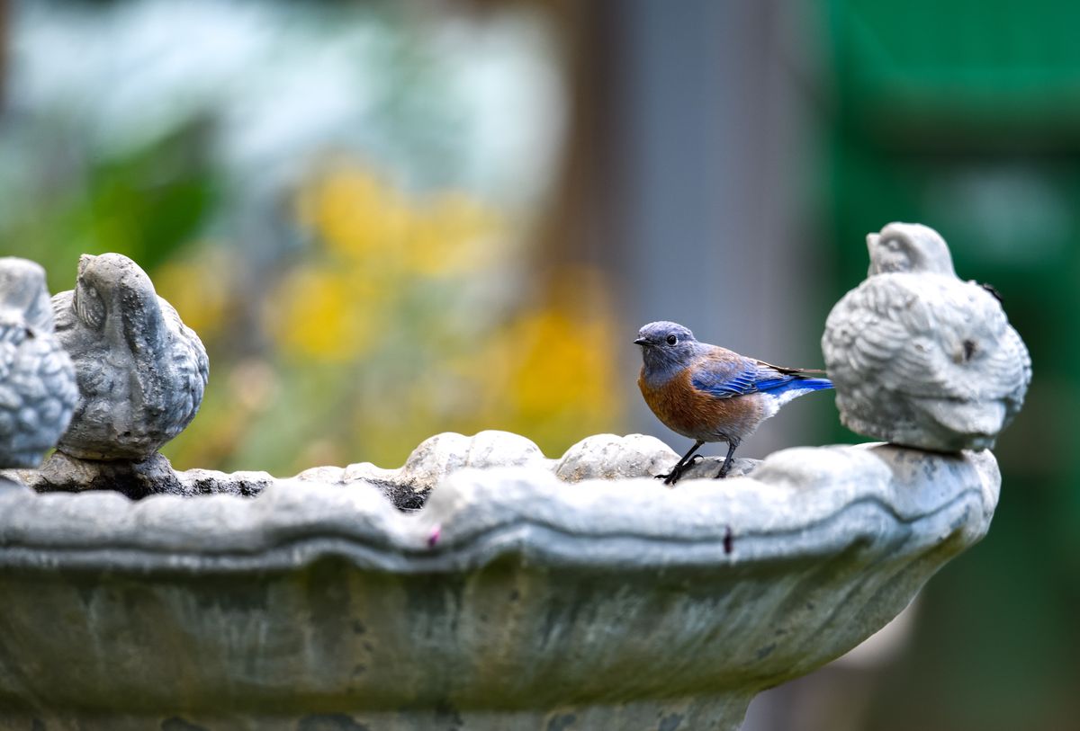 Male Western Bluebird perched on birdbath