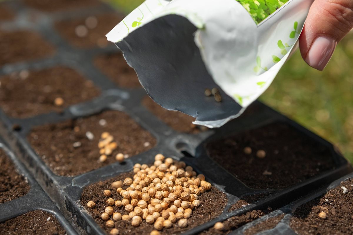 Hand pouring tiny seeds from a packet into a black plastic seedling tray filled with soil, close-up of sowing for spring garden growth, nurturing new plants and fresh green life