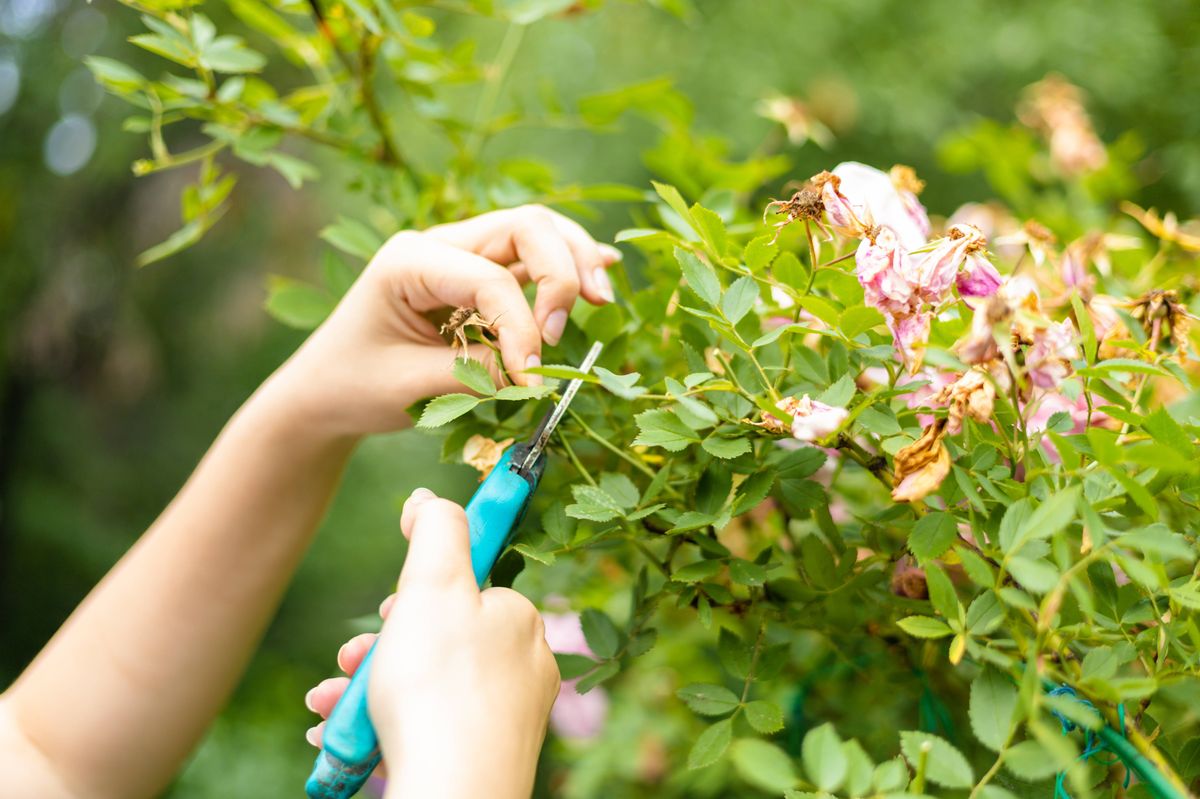 Seasonal gardening work