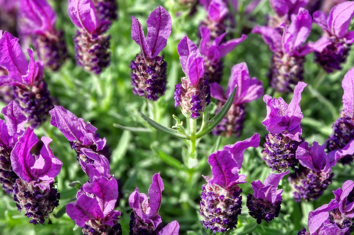 The Spanish lavender, topped lavender,  French lavender , also known as crested lavender or butterfly lavender.
Lavender is a classic bee plant. When in flower it looks and smells wonderful and it's a great source of nectar for butterflies and bees.