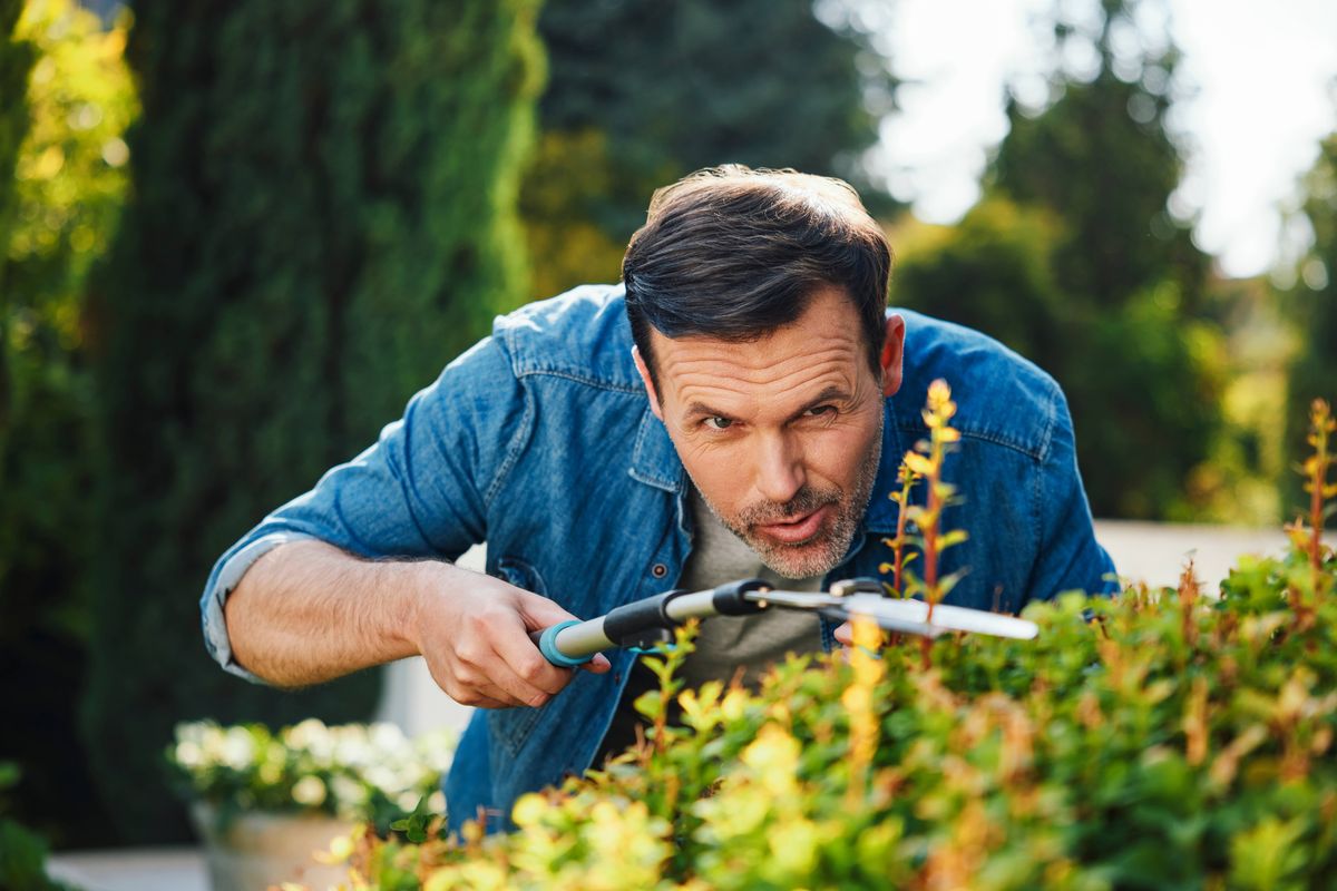 Man humorously pruning hedge in backyard with focus on perfection
