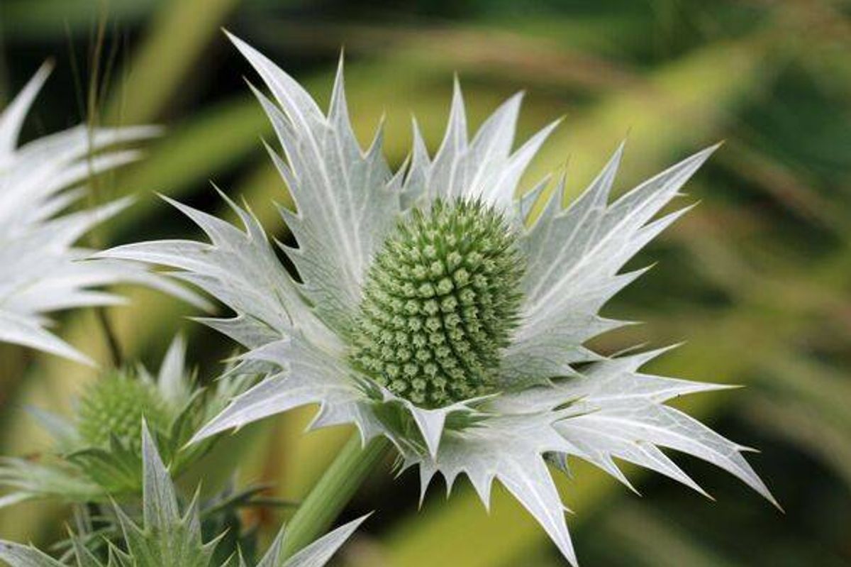 Ornamental sea holly with silver bracts