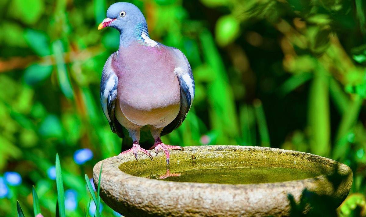 Picture of a dirty birdbath