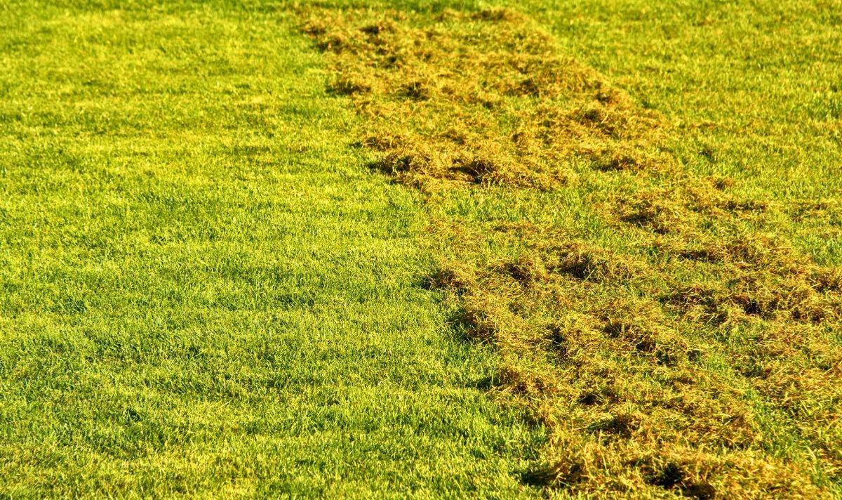 Picture of a mossy lawn