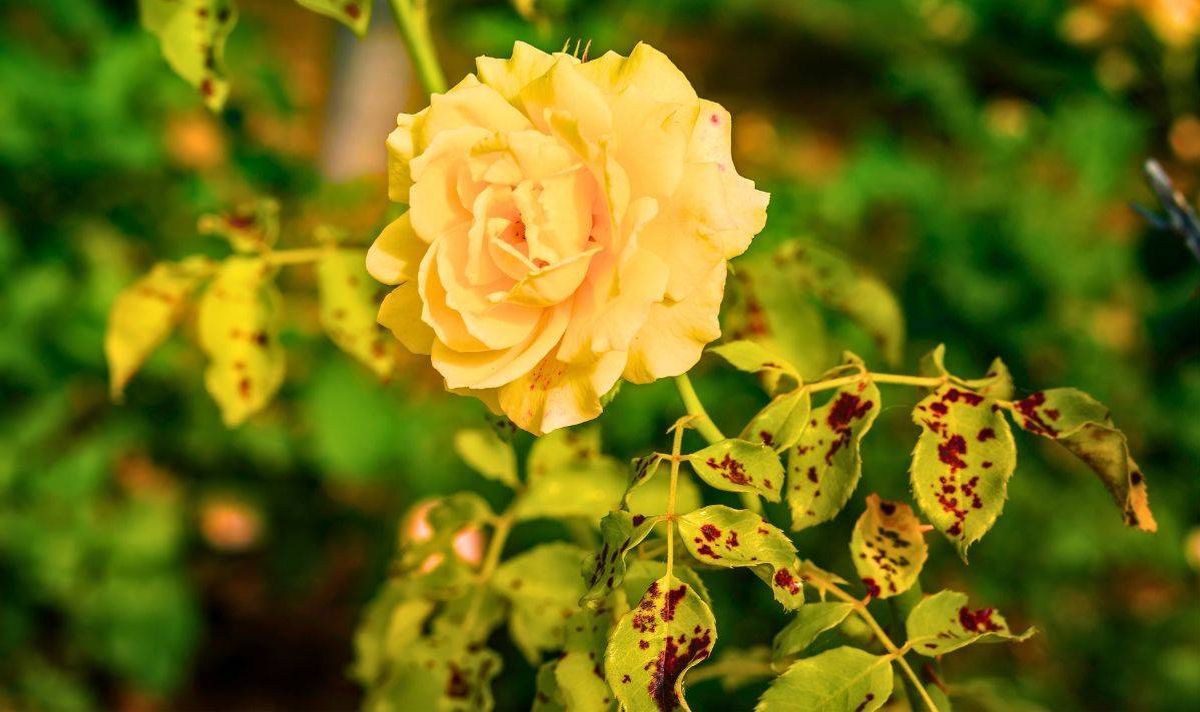 Picture of roses infected with black spot
