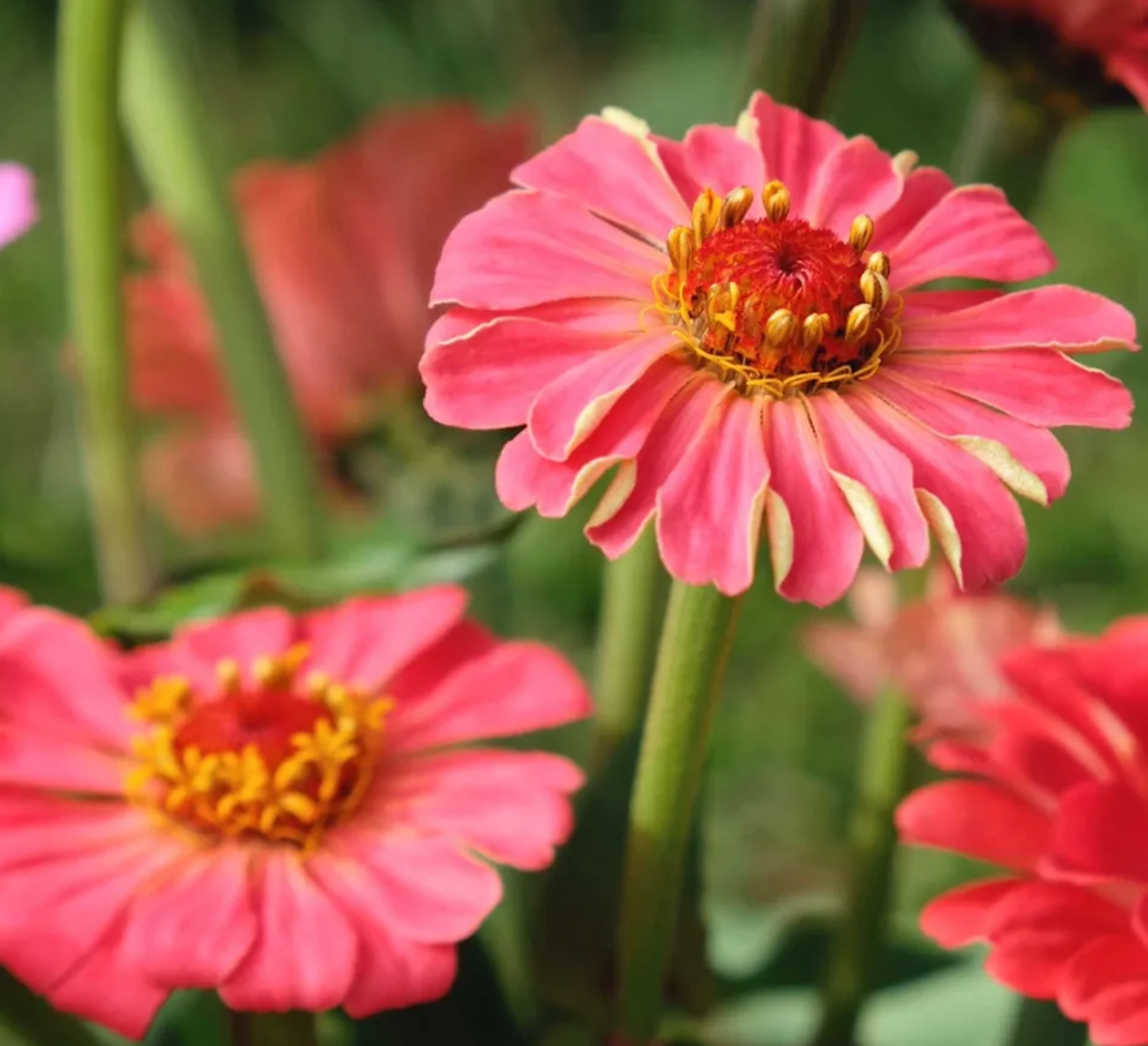 Zinnias take just 60 days to bloom