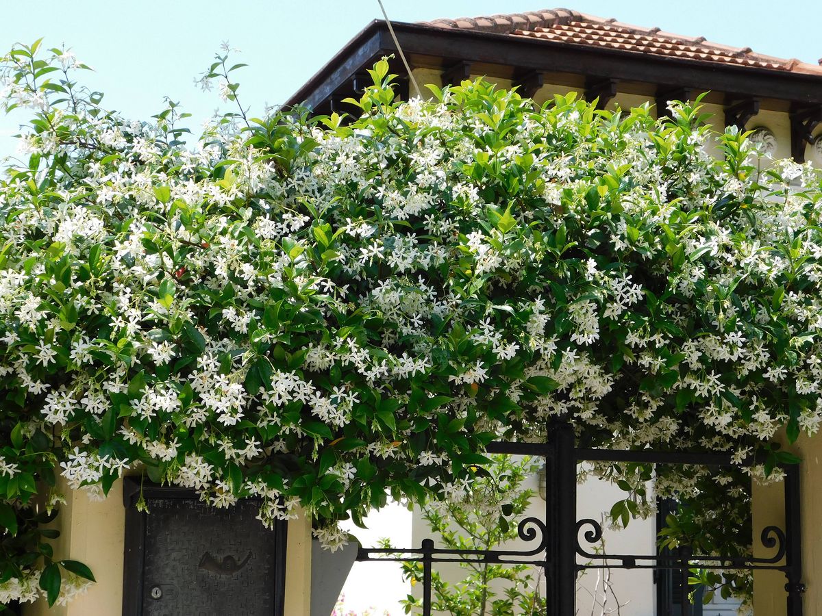 Blooming Southern jasmine, or Rhynchospermum jasminoides, vine, over a door