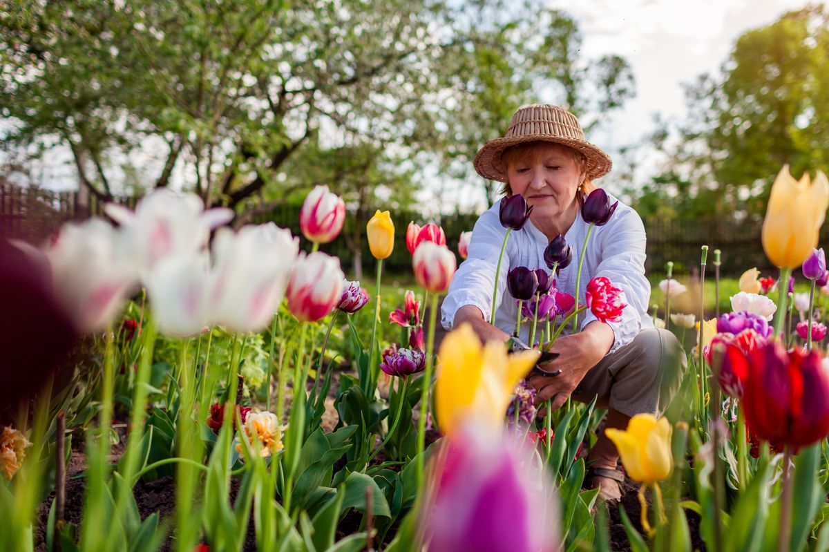 Happy senior gardener picking tulips flowers in spring garden.