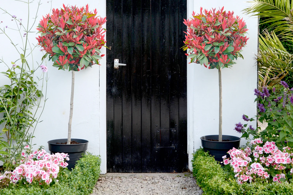 Thompson & Morgan Photinia Standard Red Robin 3 Litre Pot