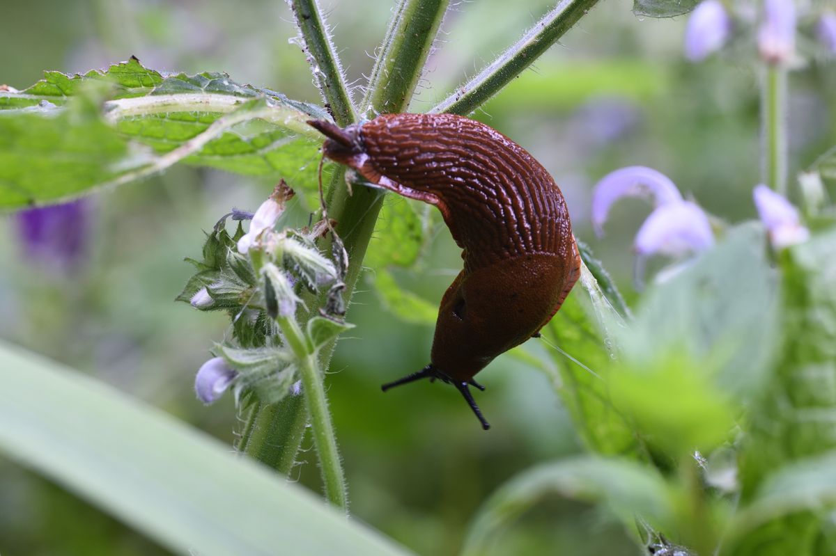 A picture of a slug