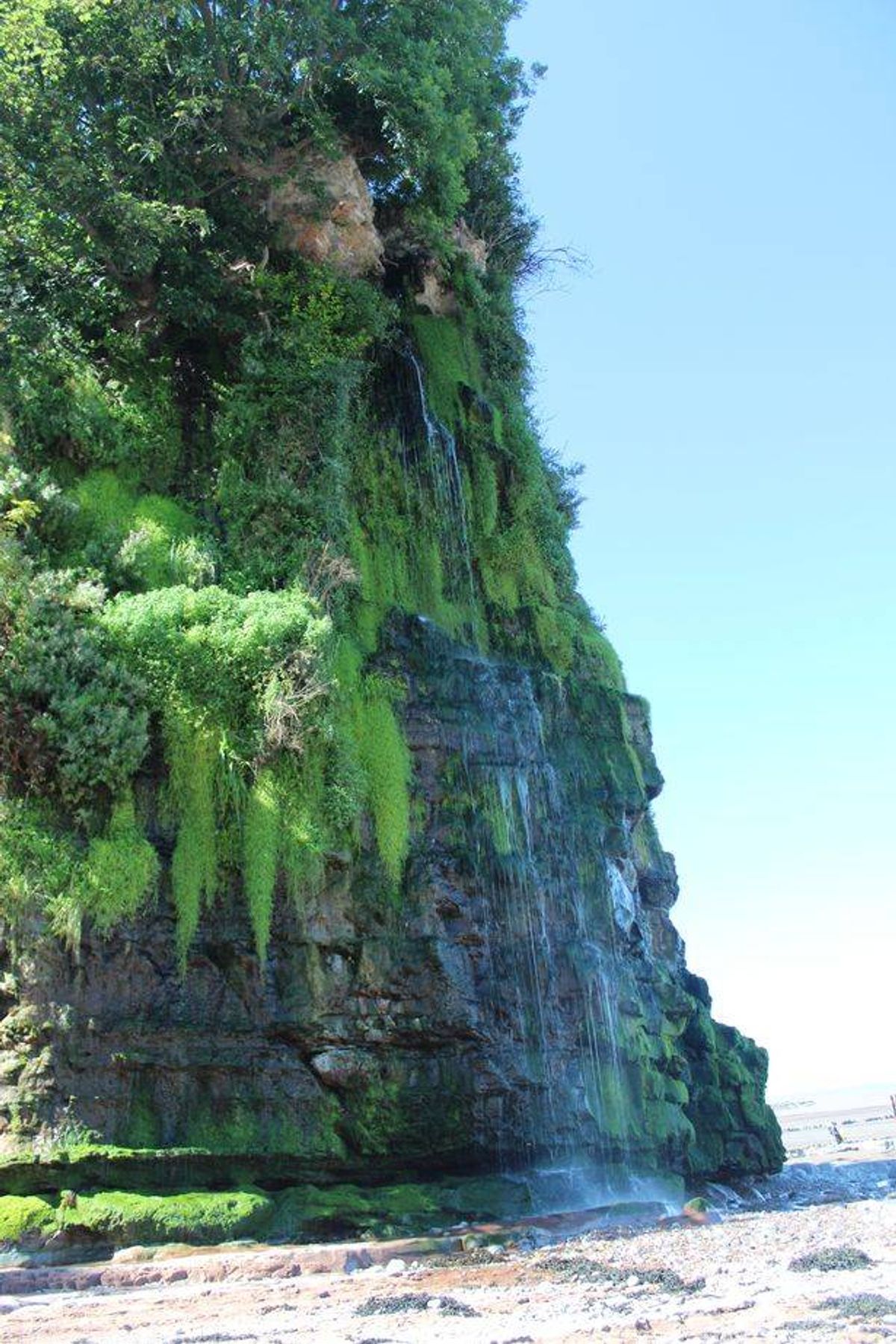 A dramatic coastal scene featuring a steep cliff with lush green moss and algae clinging to its surface. Water cascades from the cliff's edge into the sea below, creating a serene yet powerful natural spectacle.