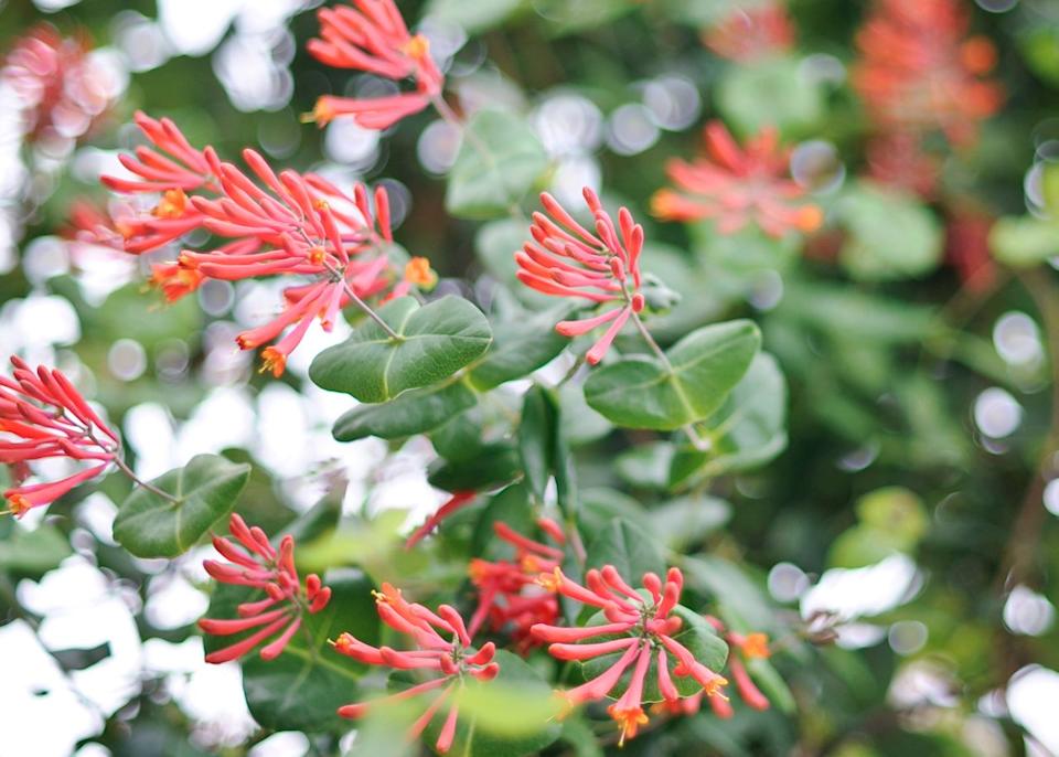 Credit: Matthew Benson